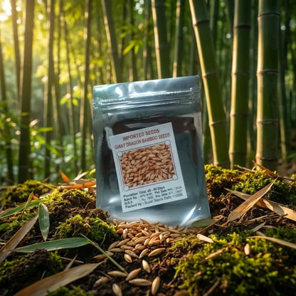 Bambusa gigantea seeds – pack of 1