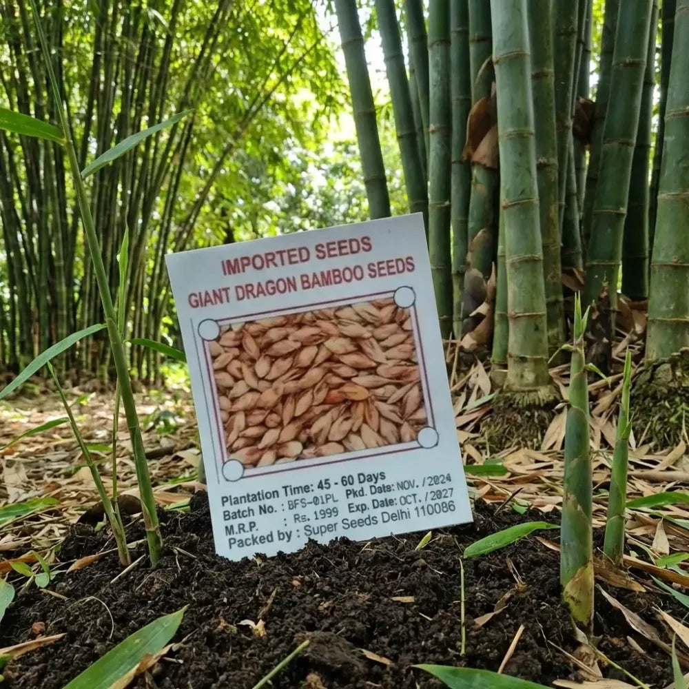 Bambusa gigantea seeds – pack of 1