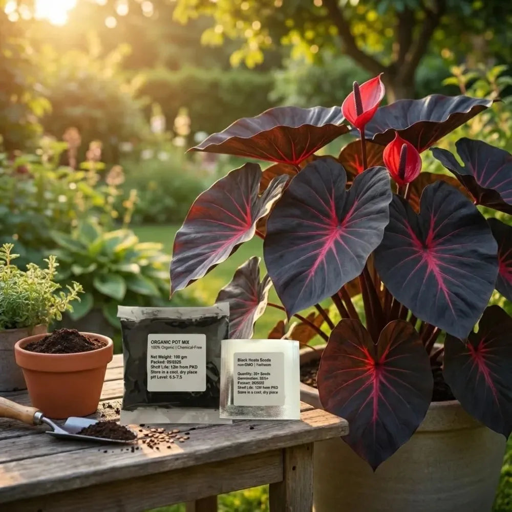 Black hosta seeds with pot mix