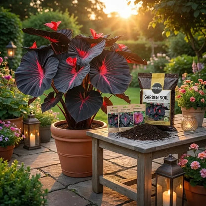 Black hosta seeds with pot mix