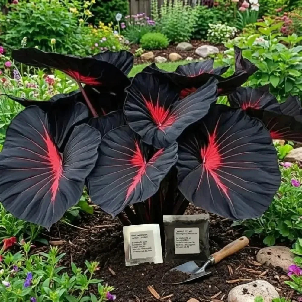Black hosta seeds with pot mix