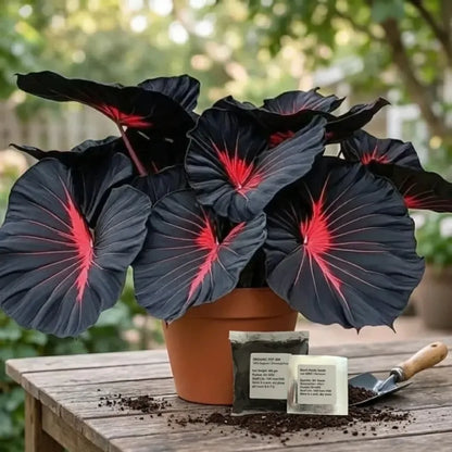 Black hosta seeds with pot mix