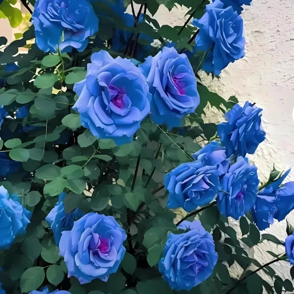 Blue climbing rose seeds