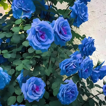 Blue climbing rose seeds