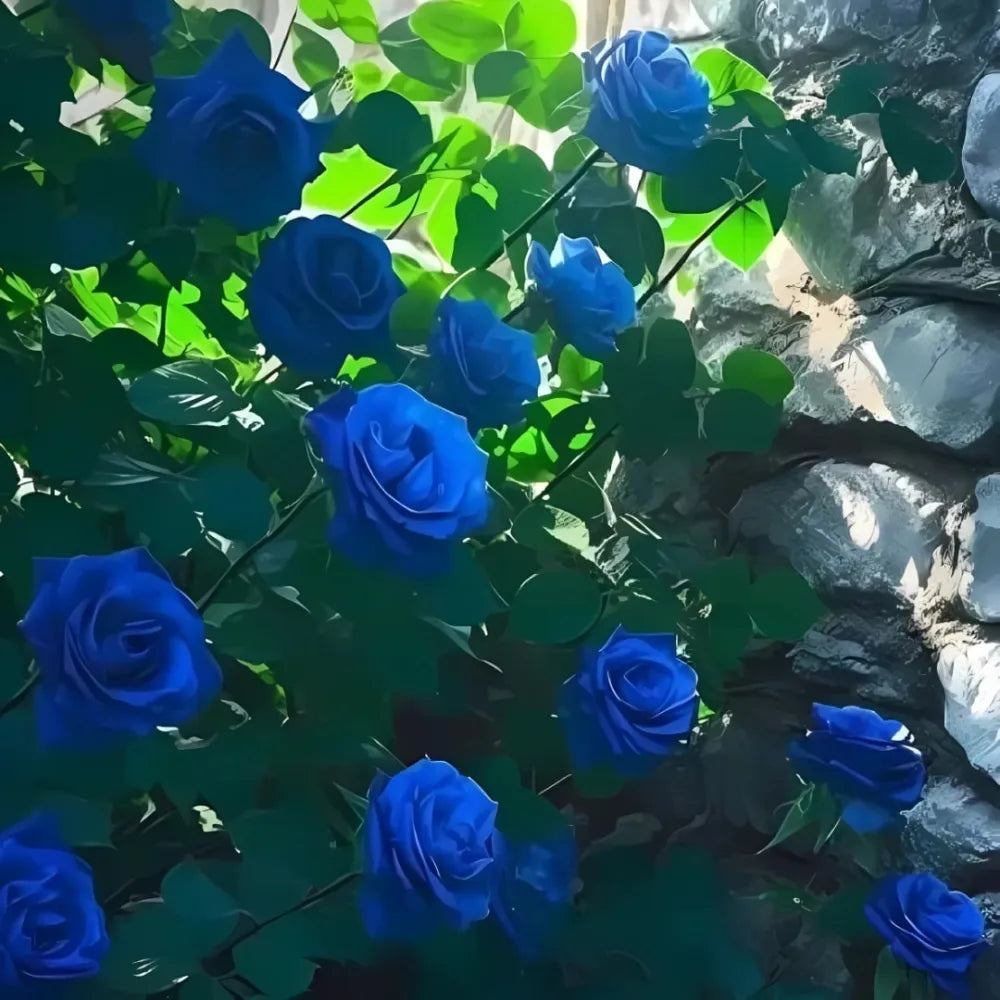 Blue climbing rose seeds
