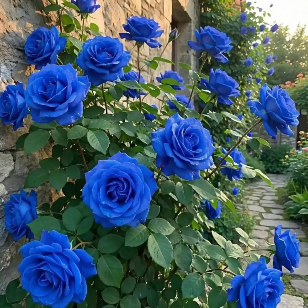 Blue climbing rose seeds