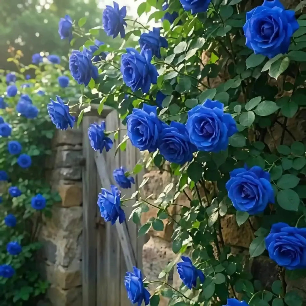Blue climbing rose seeds