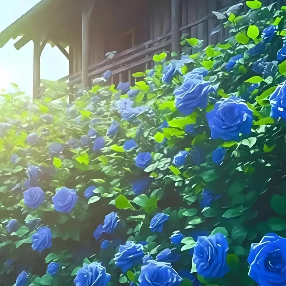 Blue climbing rose seeds