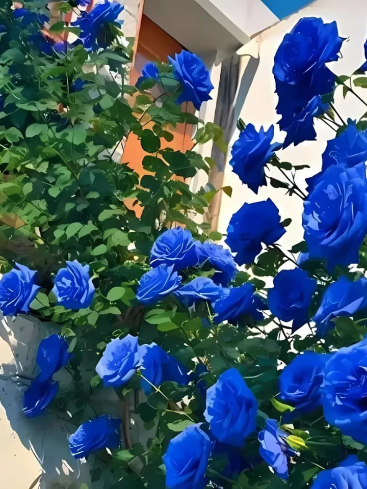 Blue Climbing Rose Seeds