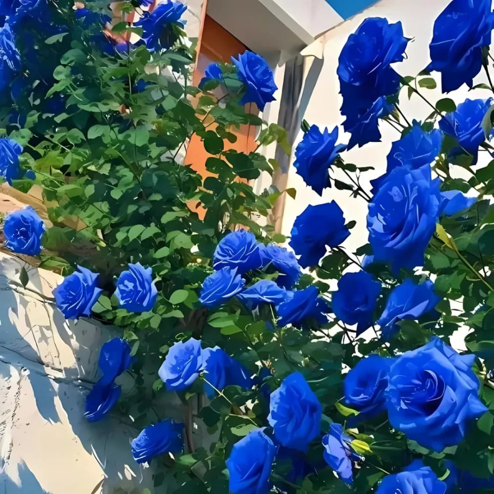 Blue climbing rose seeds