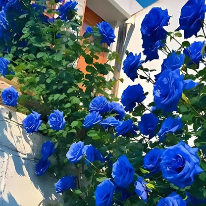 Blue climbing rose seeds
