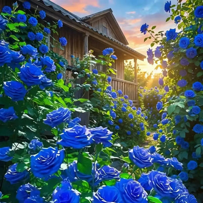 Blue climbing rose seeds