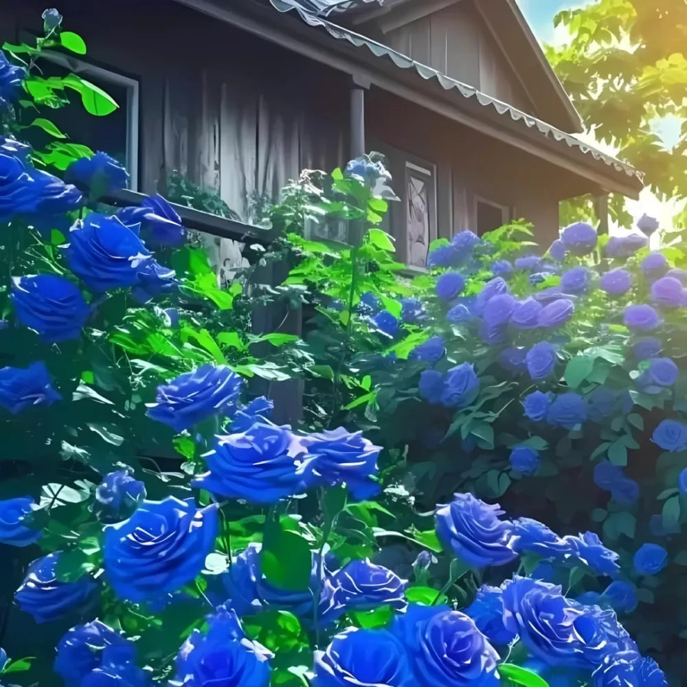 Blue climbing rose seeds