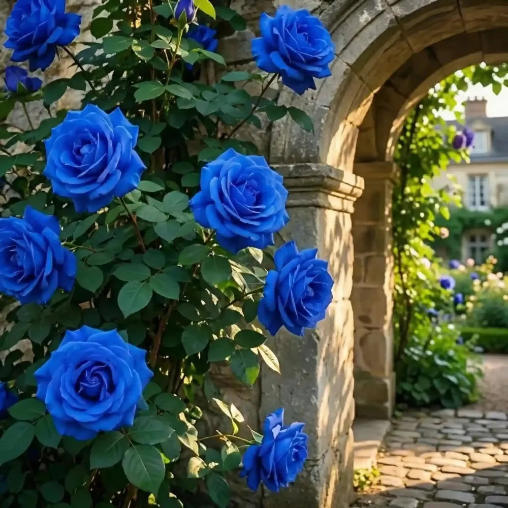 Blue climbing rose seeds