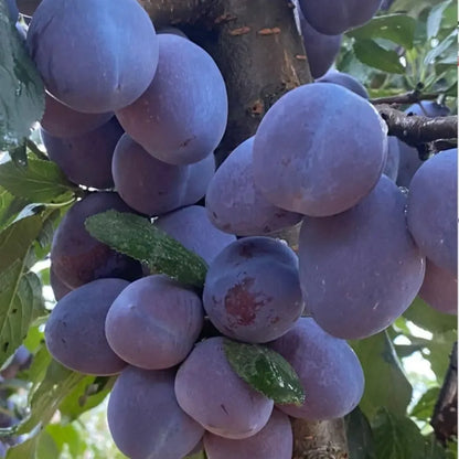 Blue honey plum seeds