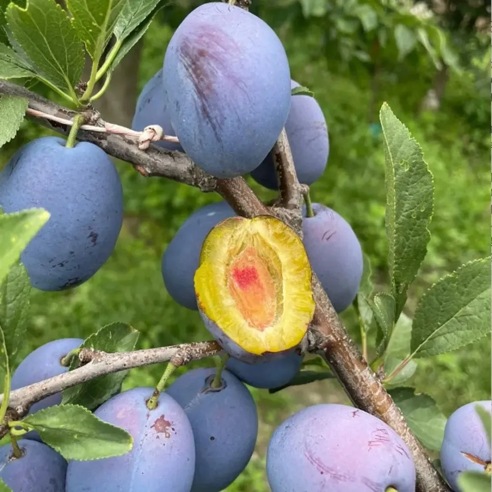 Blue honey plum seeds