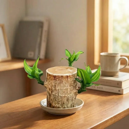 Brazilian lucky wood plant - gardening