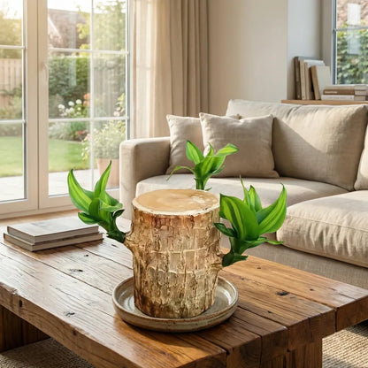 Brazilian lucky wood plant - gardening