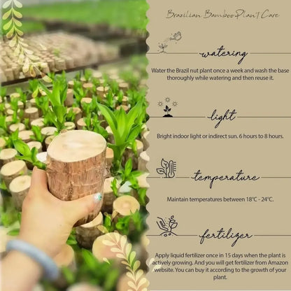 Brazilian lucky wood plant - gardening