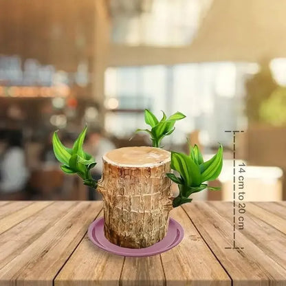 Brazilian lucky wood plant - gardening