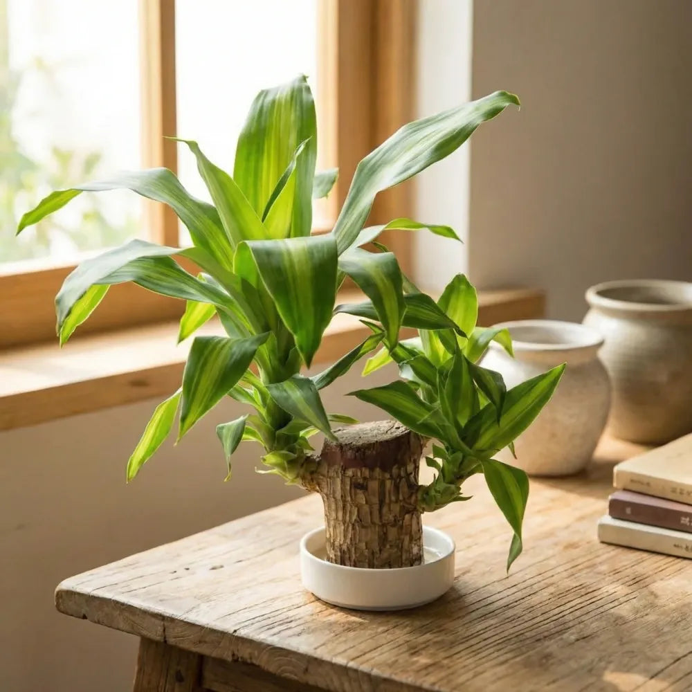 Brazilian lucky wood plant - gardening