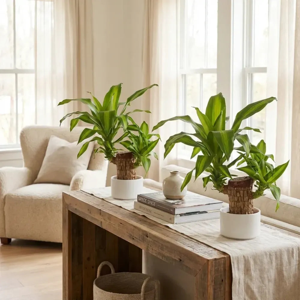Brazilian lucky wood plant (pack of 2)
