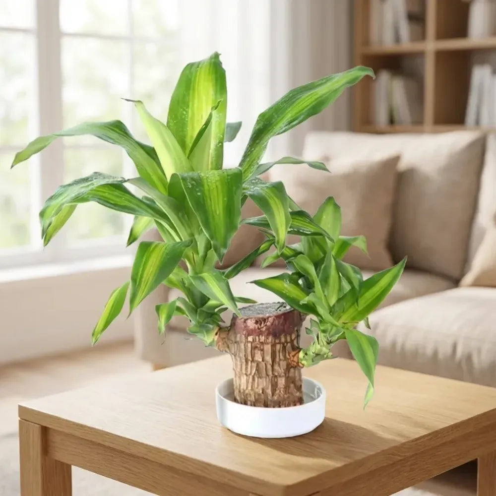 Brazilian lucky wood plant (pack of 2)