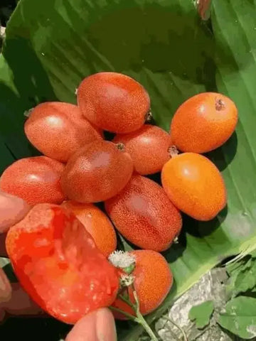 Buddha Lantern Fruit Seeds