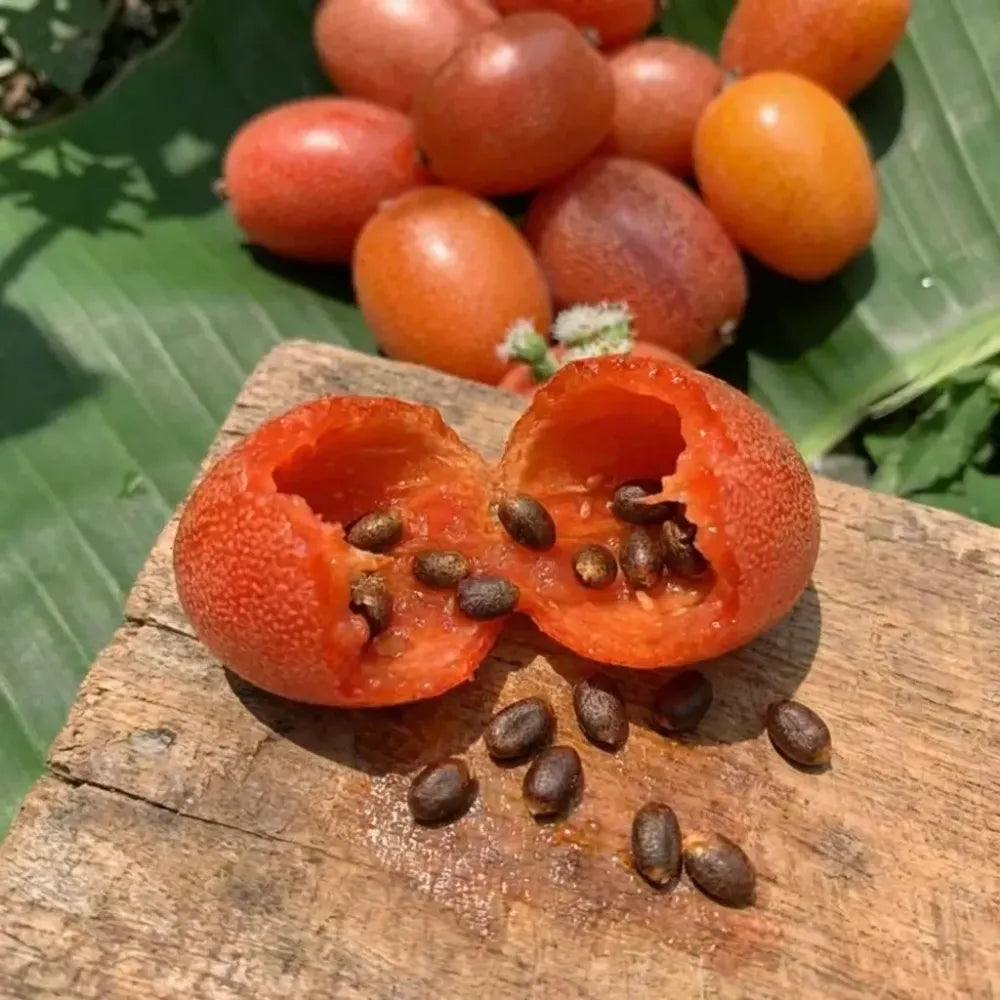 Buddha lantern fruit seeds - gardening