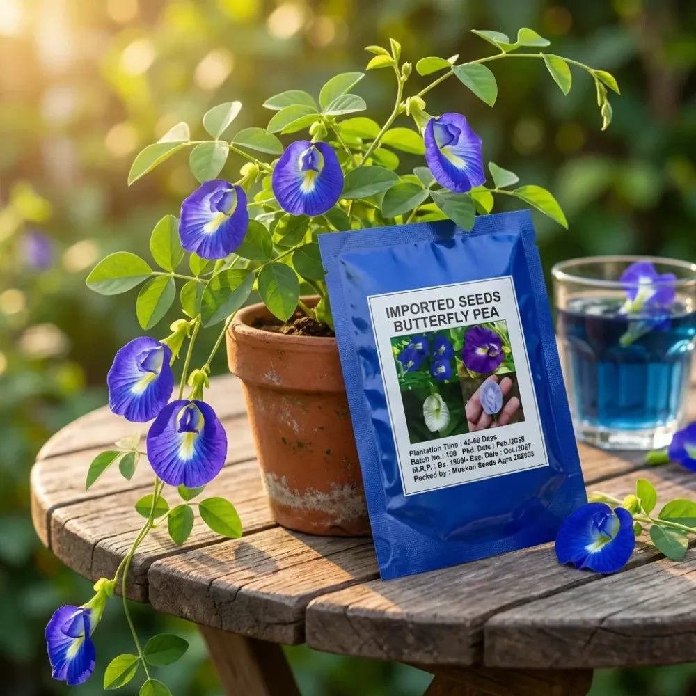 Butterfly pea flower seeds