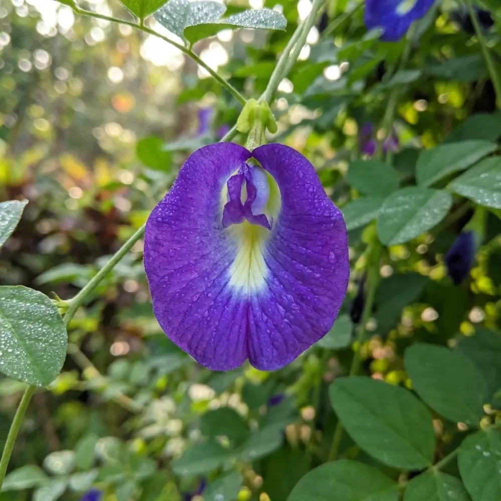 Butterfly pea flower seeds