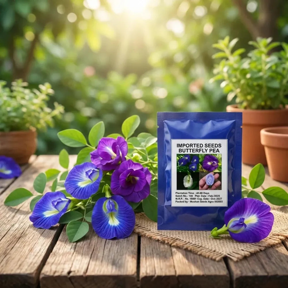 Butterfly pea flower seeds