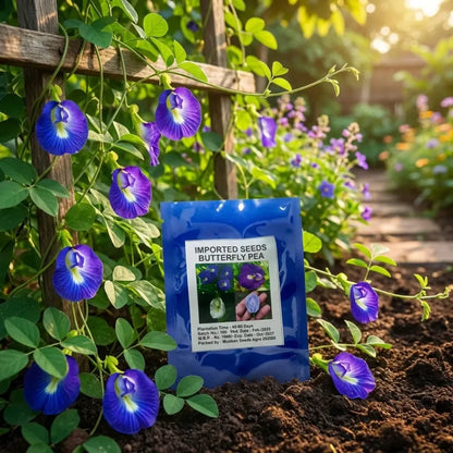 Butterfly pea flower seeds