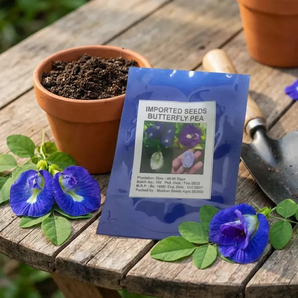 Butterfly pea flower seeds