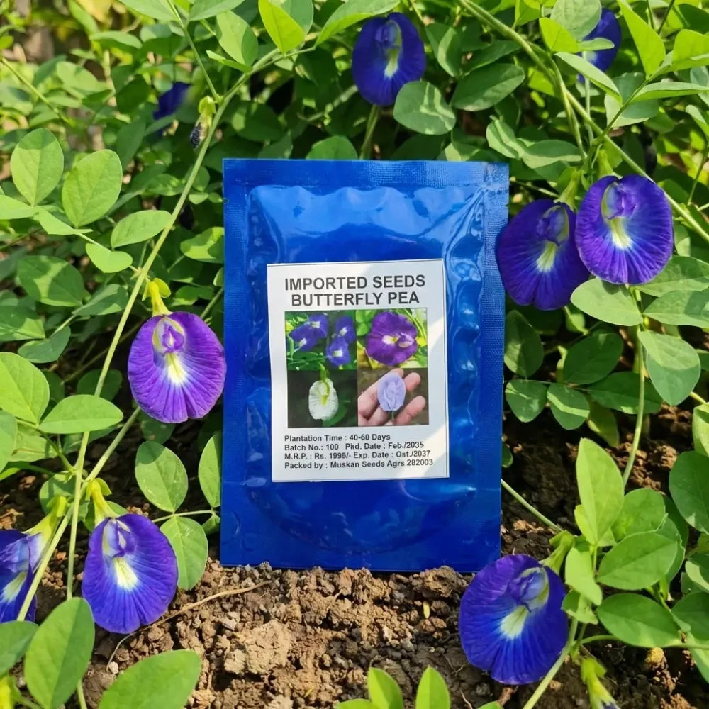 Butterfly pea flower seeds