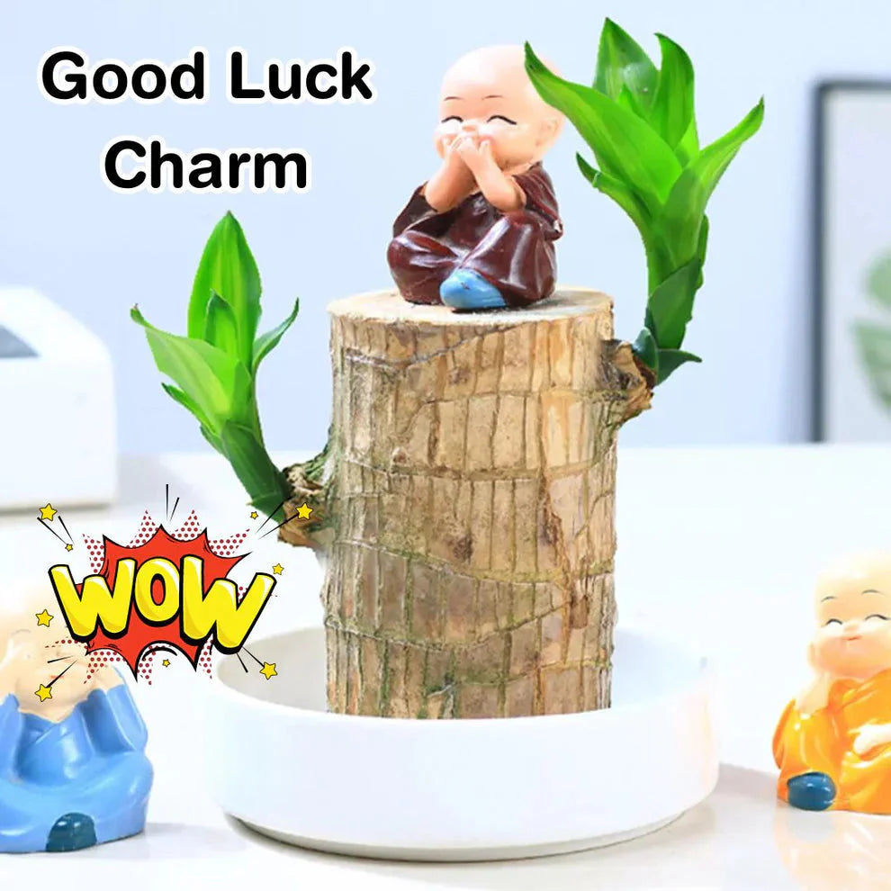 Brazilian Lucky Wood Plant 🪵 (Attract Good Fortune)