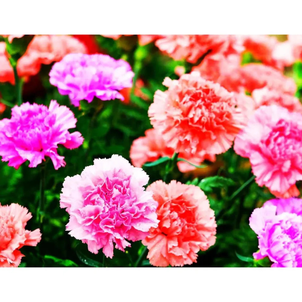 Carnation mix seeds - home essentials