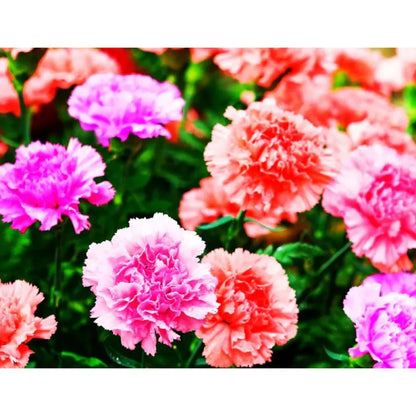 Carnation mix seeds - home essentials
