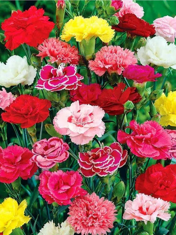 Carnation Mix Seeds