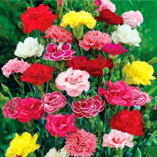Carnation mix seeds - home essentials