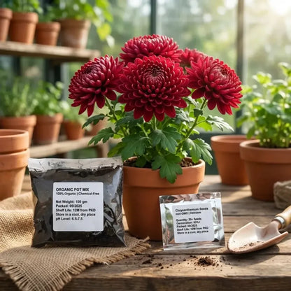 Chrysanthemum seeds + potmix combo