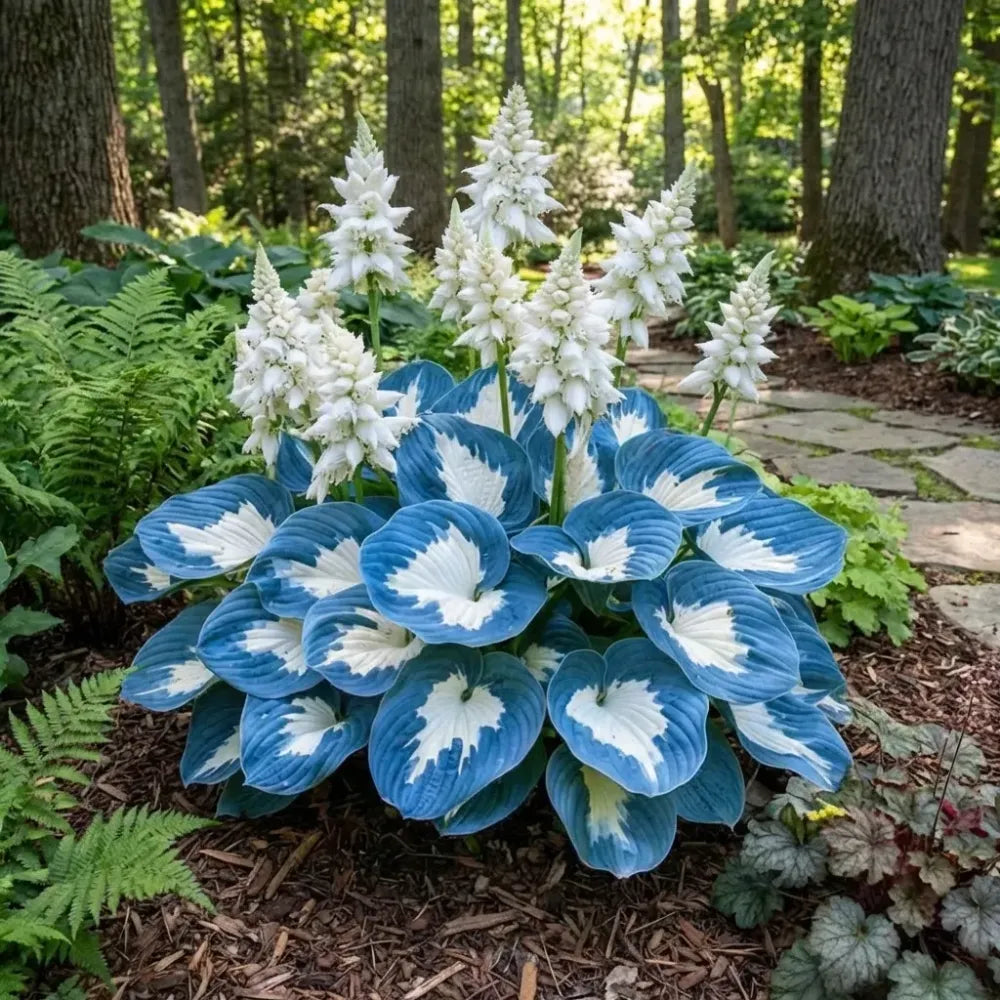 Cold-hardy hosta seeds - gardening
