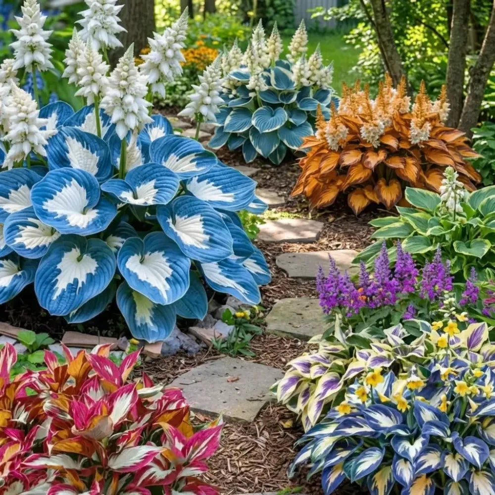 Cold-hardy hosta seeds - gardening