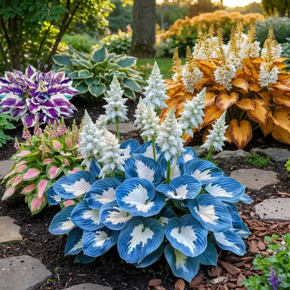 Cold-hardy hosta seeds - gardening