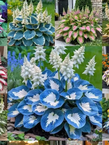 Cold-Hardy Hosta Seeds