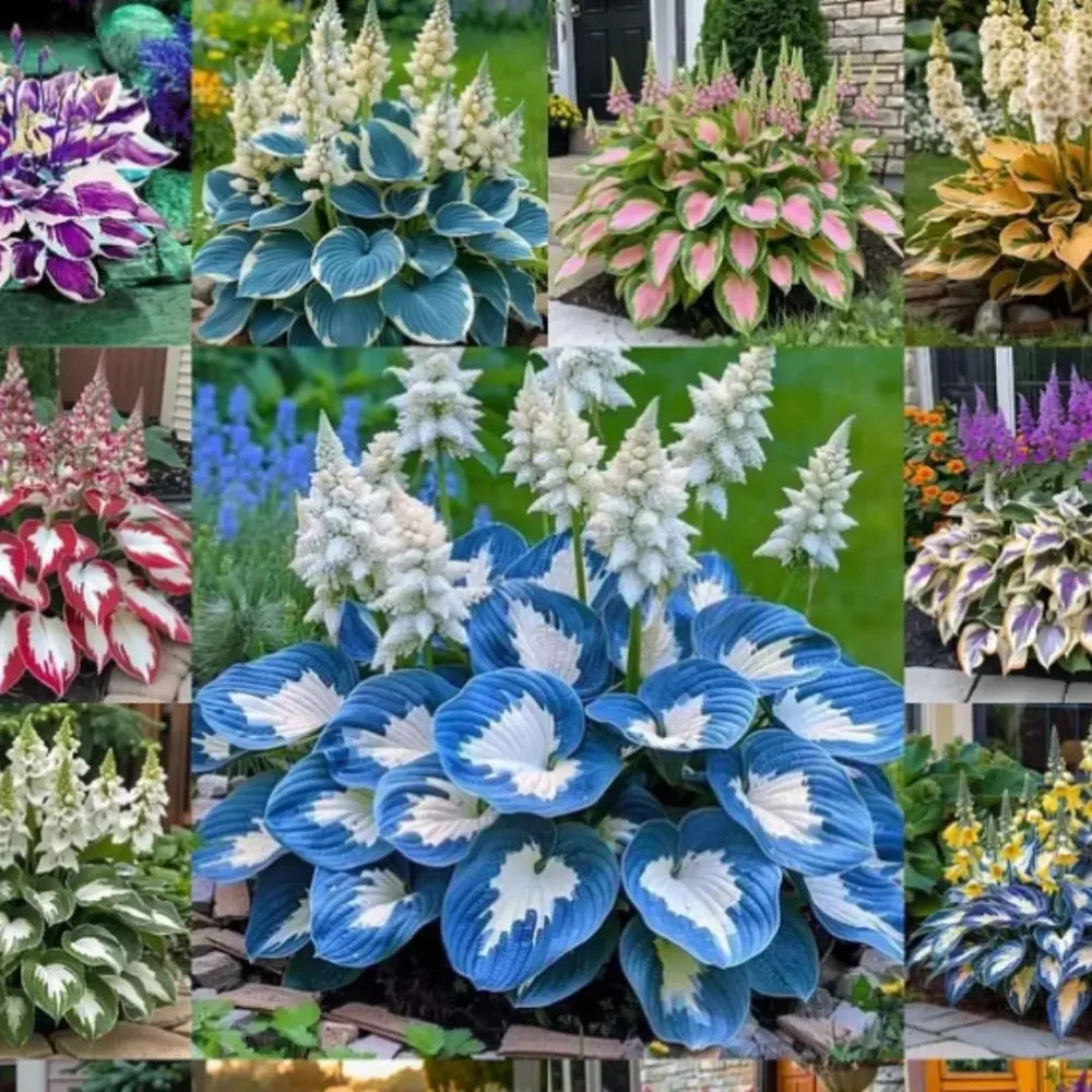 Cold-hardy hosta seeds - gardening