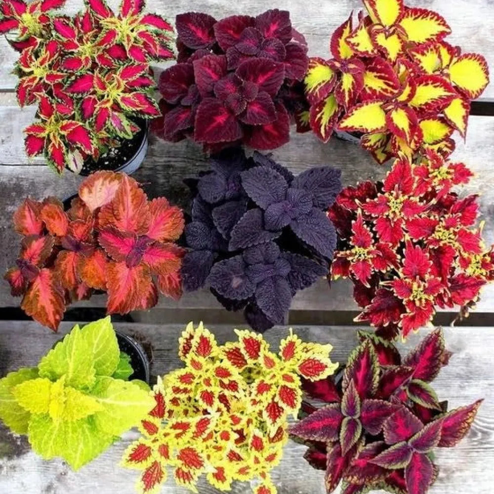 Coleus rainbow plant seeds