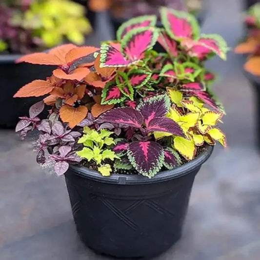 Coleus rainbow plant seeds