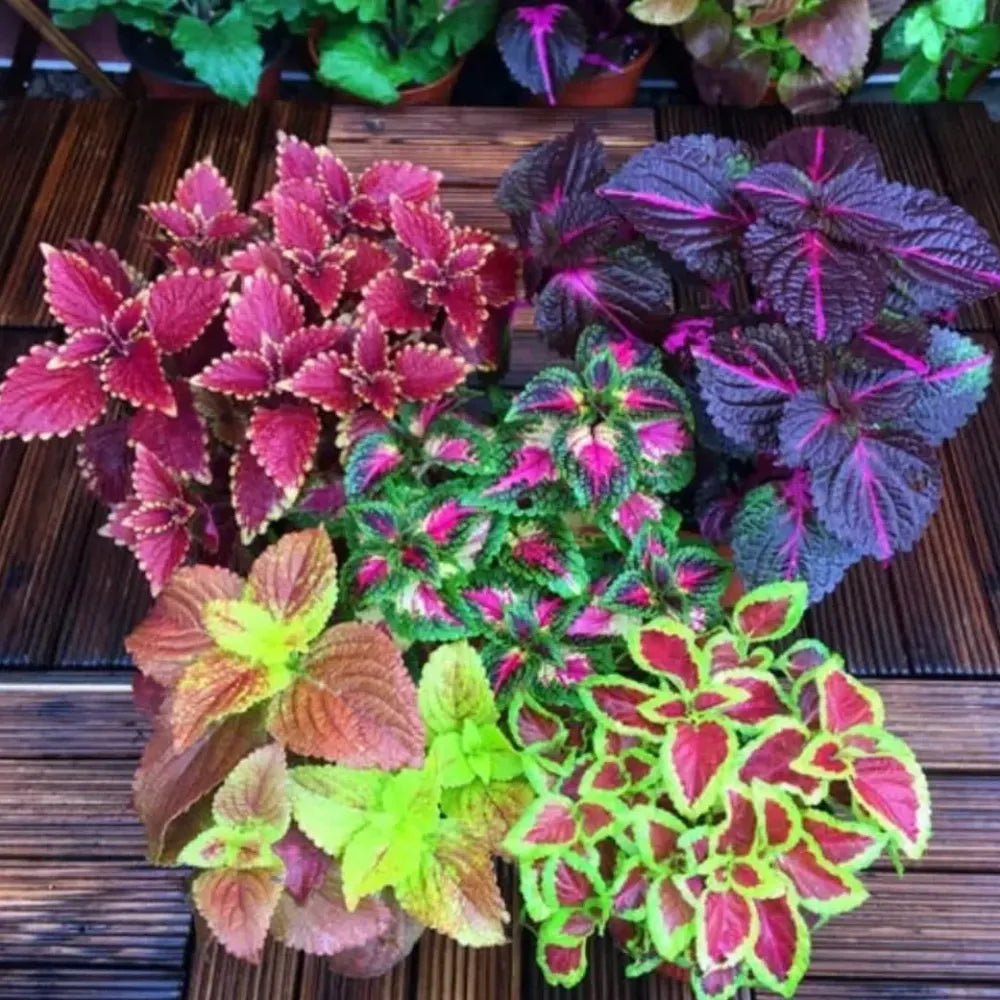 Coleus rainbow plant seeds