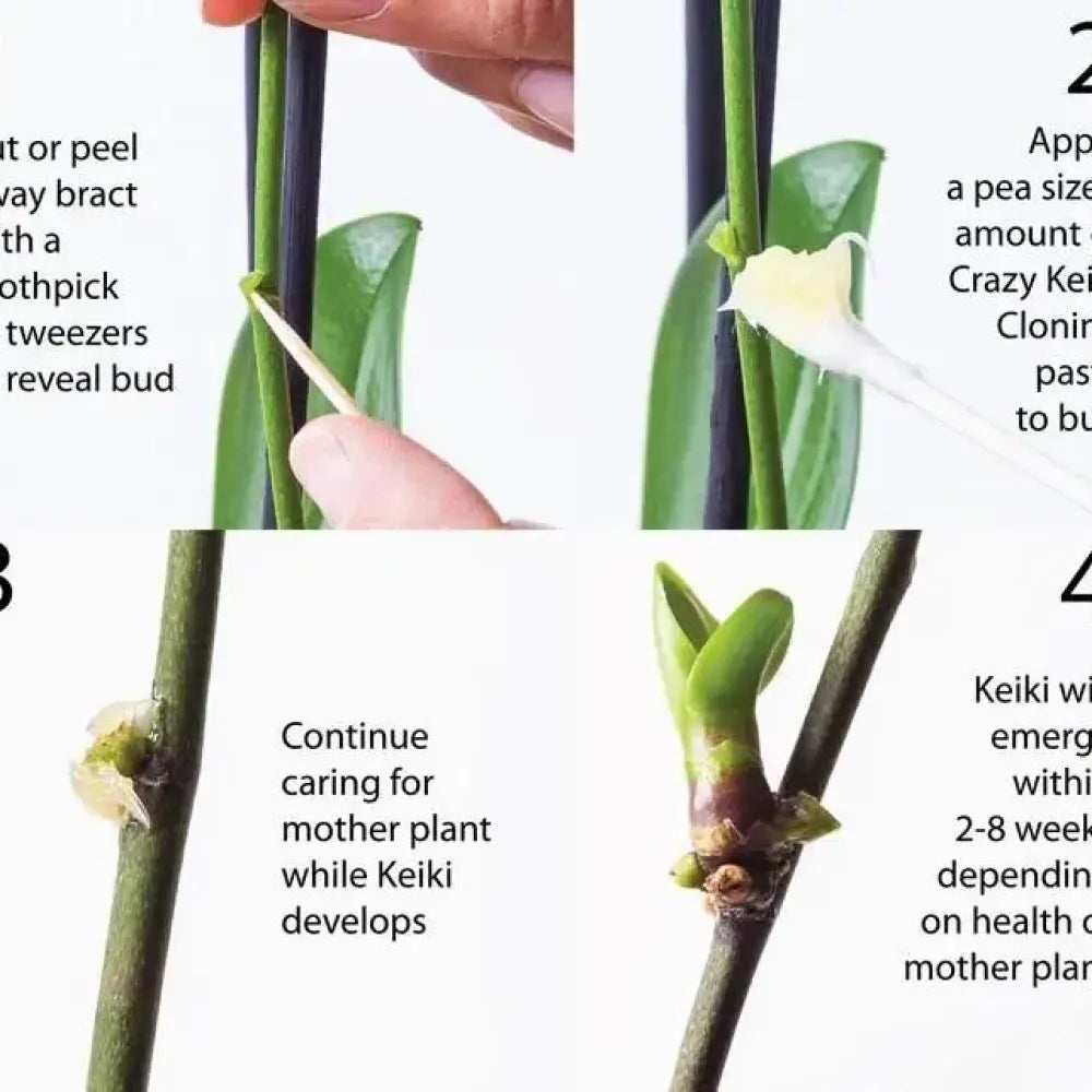 Crazy keiki plant cloning paste – 7ml